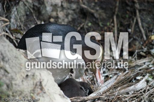 Gelbaugenpinguin (07 von 23).jpg